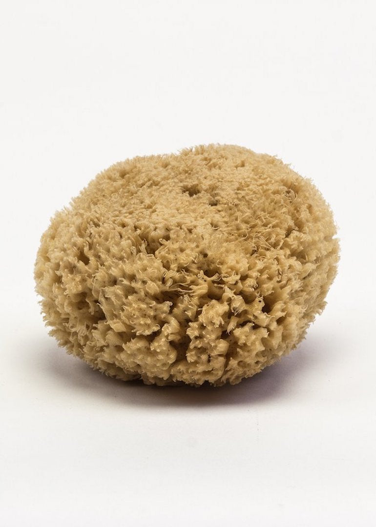 Boxed Wool Sponge  Organic Natural Sea Sponge - The Refill Shoppe